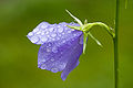 26. Harangvirág (Campanula) (javítás)/(csere)