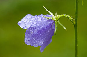 Campanula гокка юсюнде чыкъ тамчыла бла