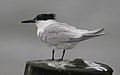 Sandwich tern Thalasseus sandvicensis