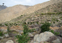 Scutalus mariopenai in the Coris District