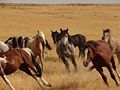 Wild Horses of Saylor Creek