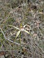 Caladenia christineae (VU)