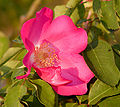 Fleur au jardin botanique 'San Jose Heritage Rose Garden'.