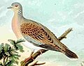 European turtle-dove Streptopelia turtur