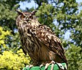 Eurasian eagle-owl Bubo bubo