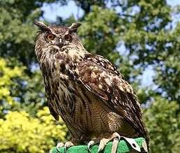 Звичайний пугач (Bubo bubo)