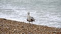 2014-03-03 A seagull on the beach at Brighton.