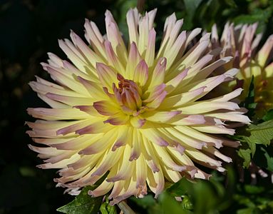 "Karma Sangria", a cultivar of cactus dahlia