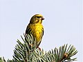 European serin Serinus serinus