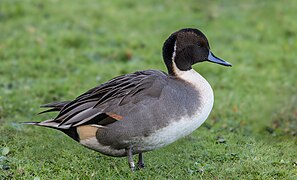 Un canard pilet sur l'herbe.