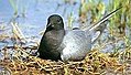 Black tern Chlidonias niger