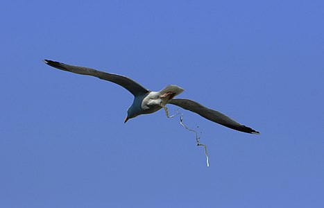 European Herring Gull excreting waste at Guano, by Sanchezn