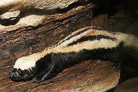 Putois congolais (Poecilogale albinucha)