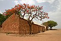 Image 7A Flame tree against brick building in Mali  4. Tree  3 is Delonix regia commonly known as Royal Poinciana.