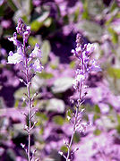 Linaria maroccana