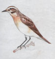 Whinchat Saxicola rubetra