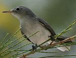 A small gray bird perches amongst pine needles.