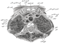 مقطع عرضي في الحافة العلوية للفقرة الصدرية الثانية.