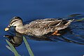 mallard x Pacific black duck hybrid, Richmond Tasmania