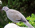 Eurasian collared-dove Streptopelia decaocto