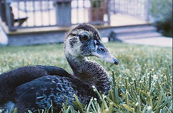 Fledgling