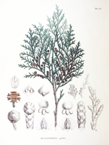 Chamaecyparis pisifera SZ122.png