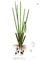 Eleocharis dulcis