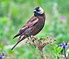 A gray-headed, brown and rose colored finch on a flower