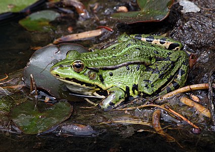 Pelophylax esculentus teichfrosch (Edible frog)