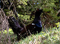 Capercaillie