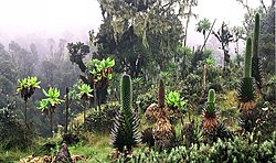 Unique plants in the Ruwenzori Mountains, SW Uganda, Bujuku Valley, at about 12,139 feet (3,700 metre) elevation)