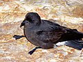 European storm-petrel Hydrobates pelagicus