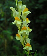 Linaria vulgaris Type species