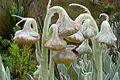 Culcitium (Astéracées), adaptée au climat des paramos de Chiles et Carchi (Équateur)