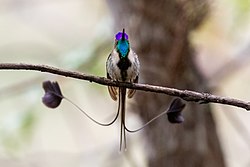 Skottbríi (Loddigesia mirabilis)