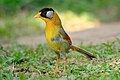 Male silver-eared mesia