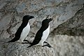 Razorbills