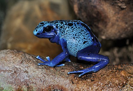 Dendrobates azureus (Blue Poison Dart Frog)