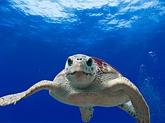 Une tortue caouanne (Caretta caretta)