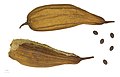 Luffa aegyptiaca