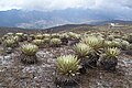 Paramo de Piedras Blancas (Mérida, Venezuela)