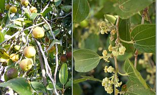 Tornet Jujube (Ziziphus spina-christi) Foto: Eitan f