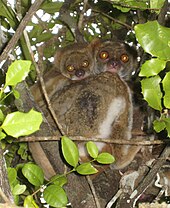 A baby woolly lemur clings to its mother's back as she clings to a tree.