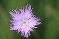 A/ Œillet sauvage [lequel ?] photographié près de Camurac fin juillet Dianthus hyssopifolius