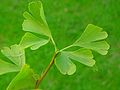 Fulles de ginkgo