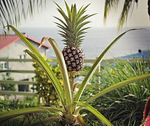 Plant d'ananas dans le jardin d'une maison martiniquaise