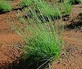 Junquito (Fimbristylis dichotoma)