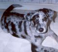 Blue merle Catahoula Leopard Dog