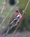 Common chaffinch Fringilla coelebs