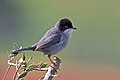 Sardinian warbler Sylvia melanocephala